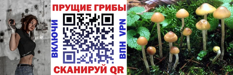 Купить  Медынь  Галлюциногенные грибы прущие грибы 